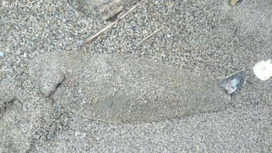 �����ӥ��