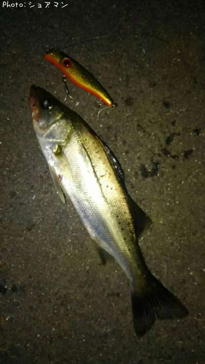 �����Х�