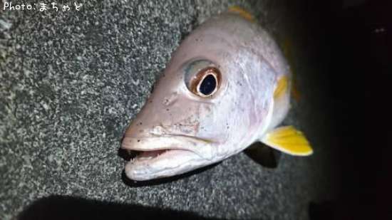 ��ޥȥӡ��ڥ˥������ۥ��ե�������