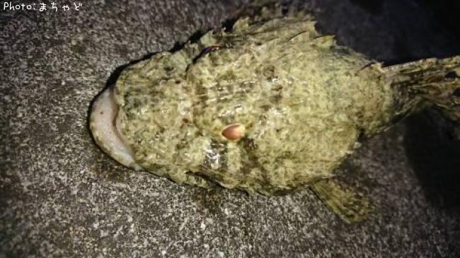 ���˥�����