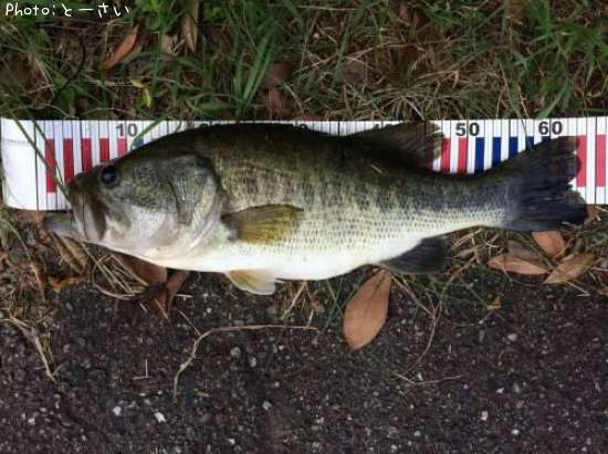 �֥�å��Х�