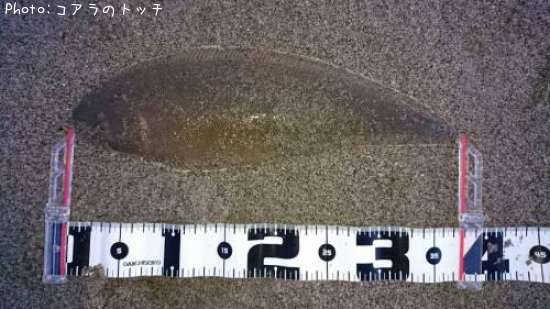 �����ӥ��