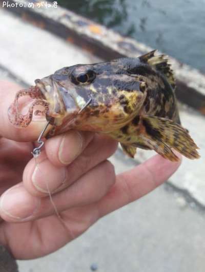 �����Υ���Х�