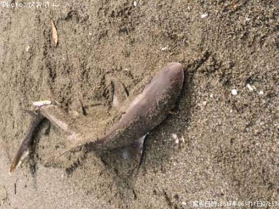 �ɥ�����