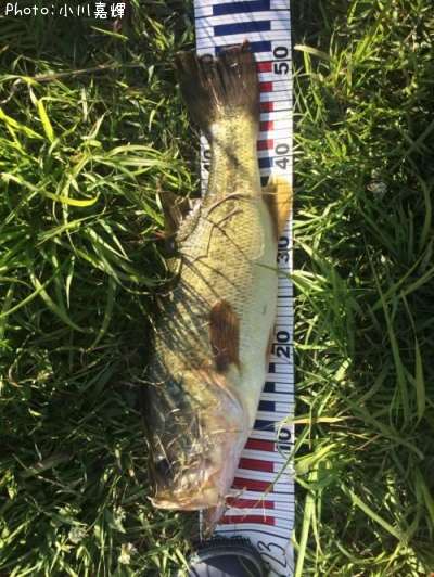 �֥�å��Х�