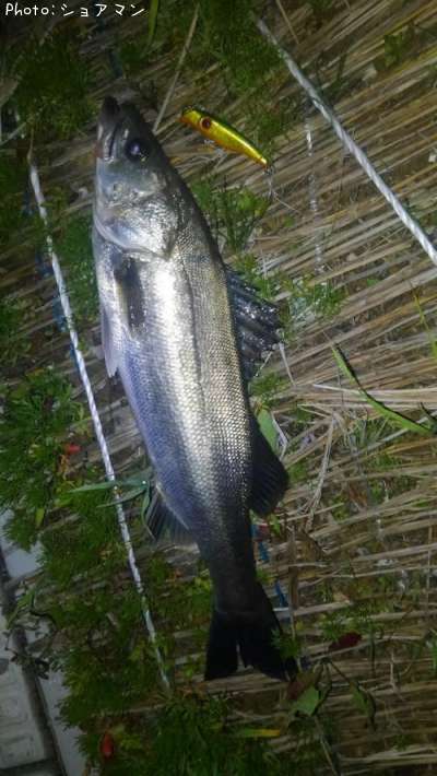 �����Х�