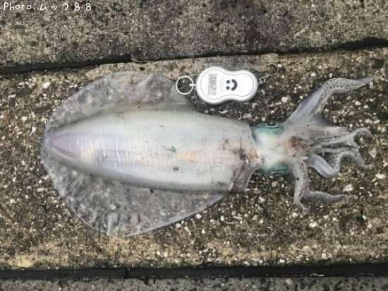 �����ꥤ��