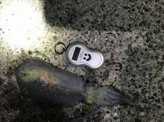 �����ꥤ��