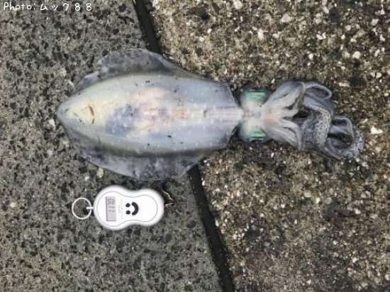 �����ꥤ��