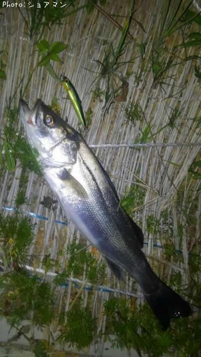 �����Х�