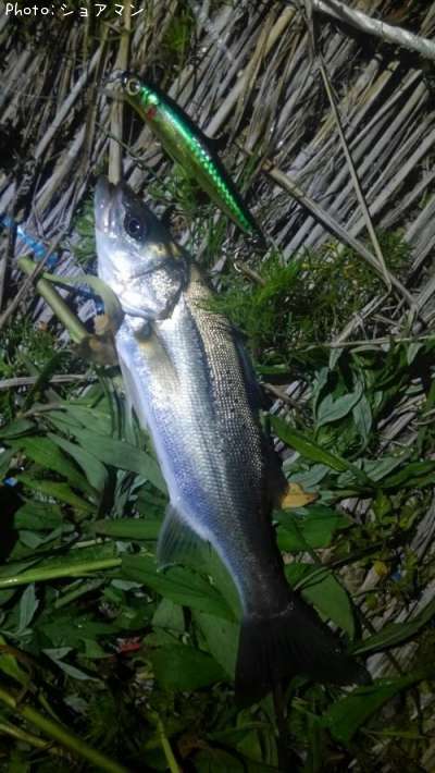 �����Х�