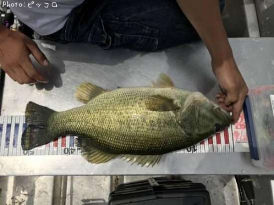 �֥�å��Х�