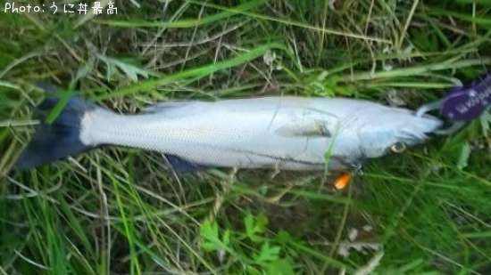 �����Х�