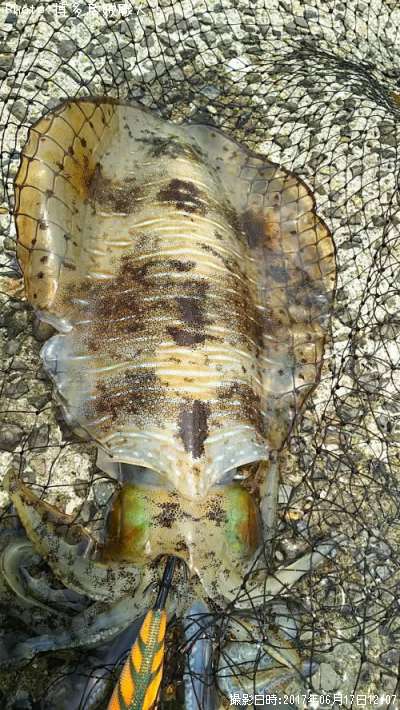 �����ꥤ��