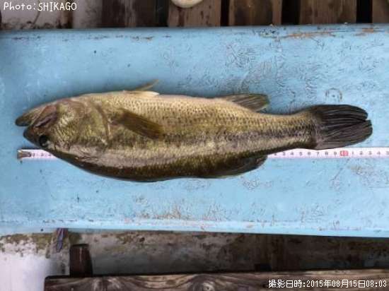 �֥�å��Х�