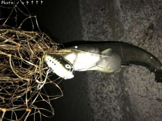 �ʥޥ�