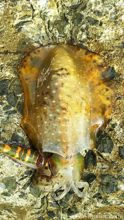 �����ꥤ��