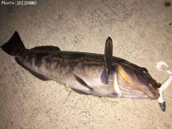 �����ʥ�