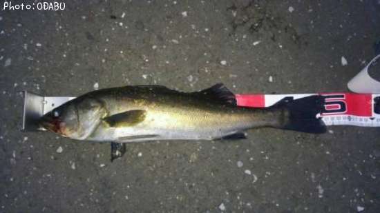 �����Х�