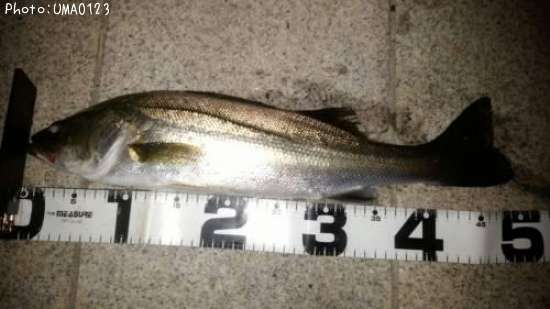 �����Х�