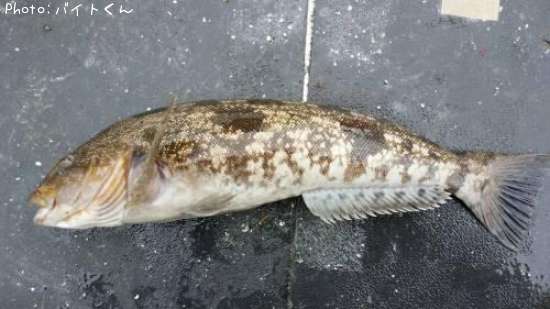 �����ʥ�