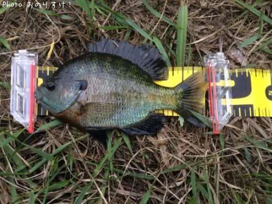 �֥롼����