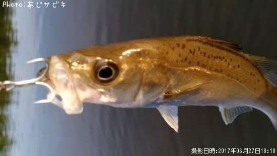 �����Х�