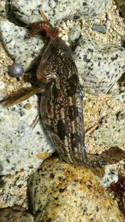 �����ʥ�