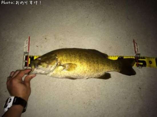 ���⡼��ޥ����Х�