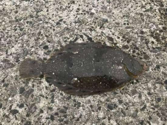 �ۥ����쥤��