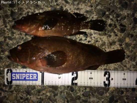 �����ϥ�