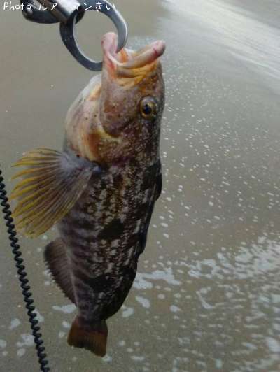 �����ʥ�