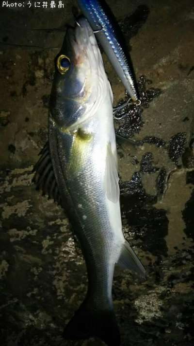 �����Х�