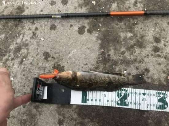 �����ʥ�