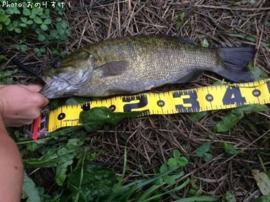 ���⡼��ޥ����Х�