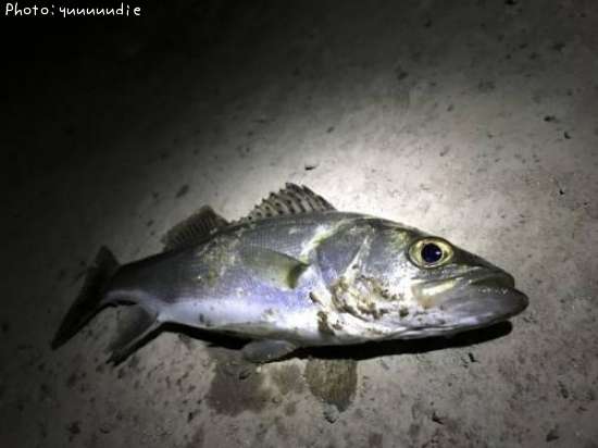 �����Х�