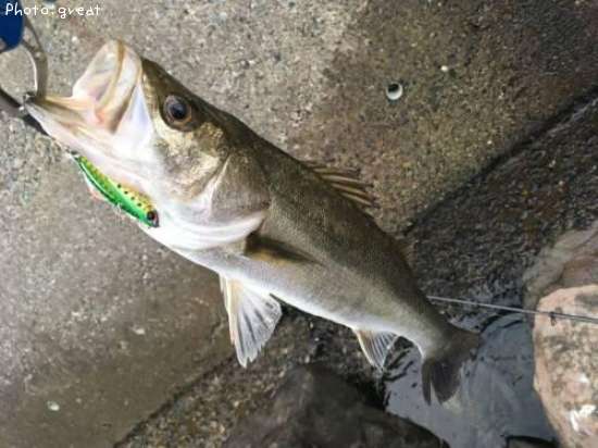 �����Х�