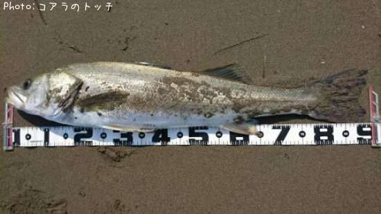 �����Х�