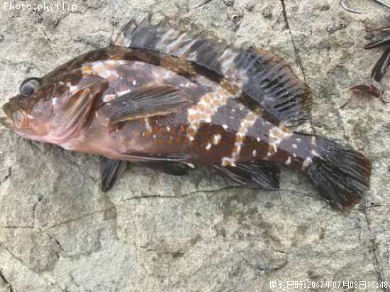 �����ϥ�