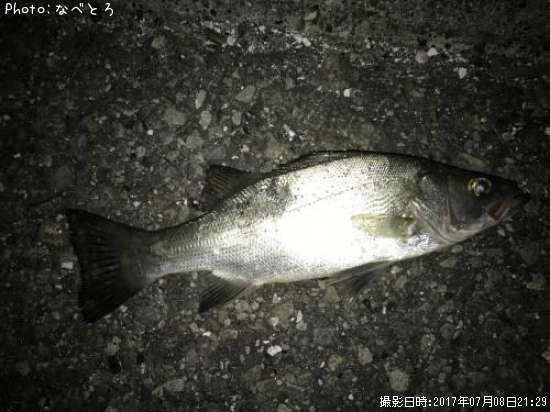 �ҥ饻����