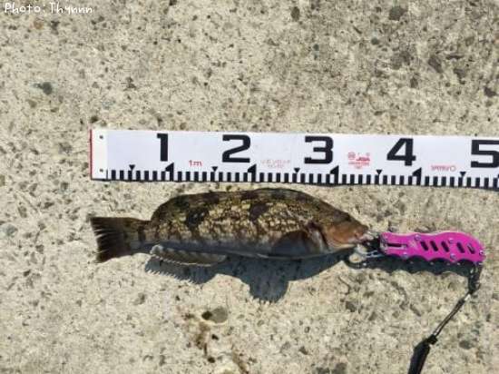 �����ʥ�