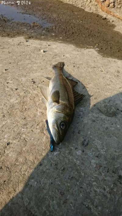 �����Х�