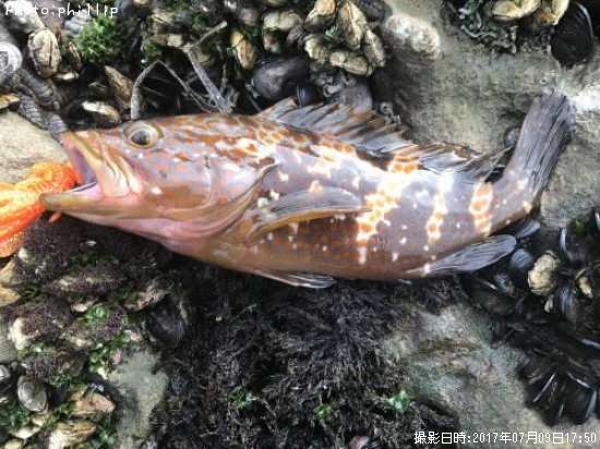 �����ϥ�