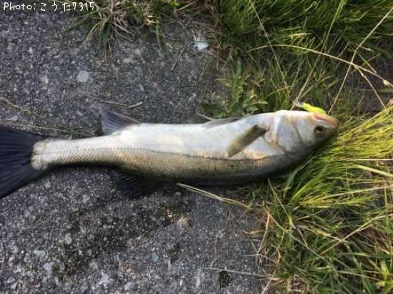 �����Х�