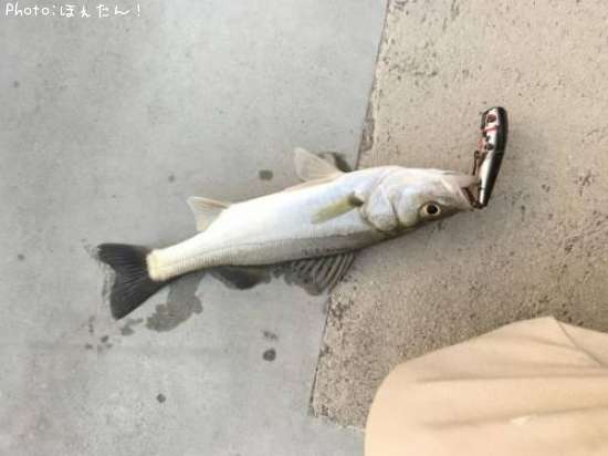 �����Х�