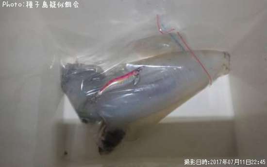 �����ꥤ��