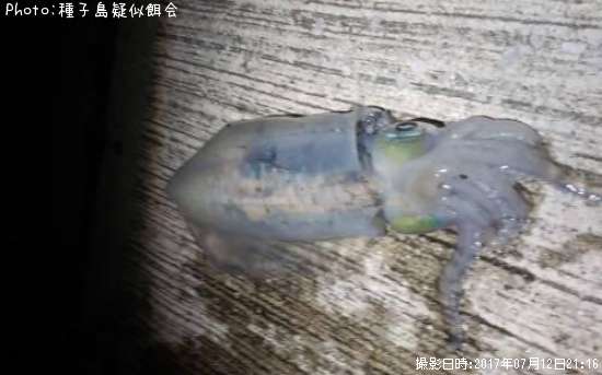 �����ꥤ��