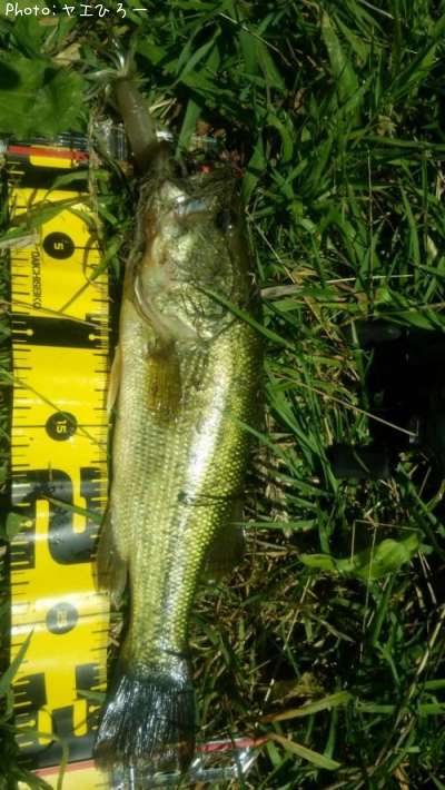 �֥�å��Х�