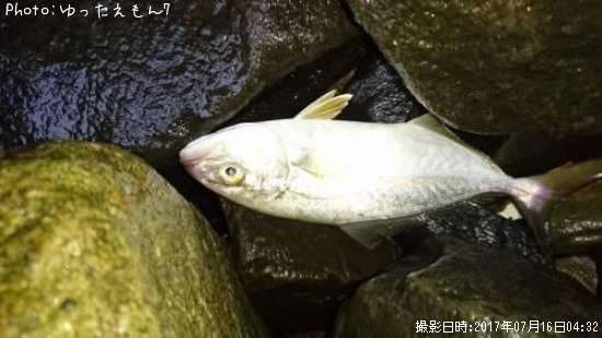 ����ѥ��λ�