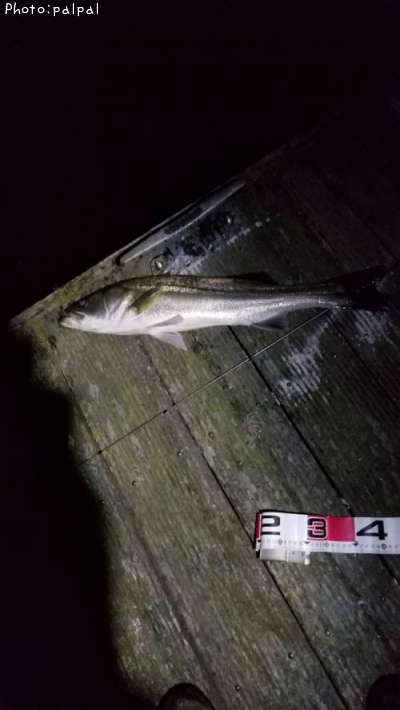 �����Х�